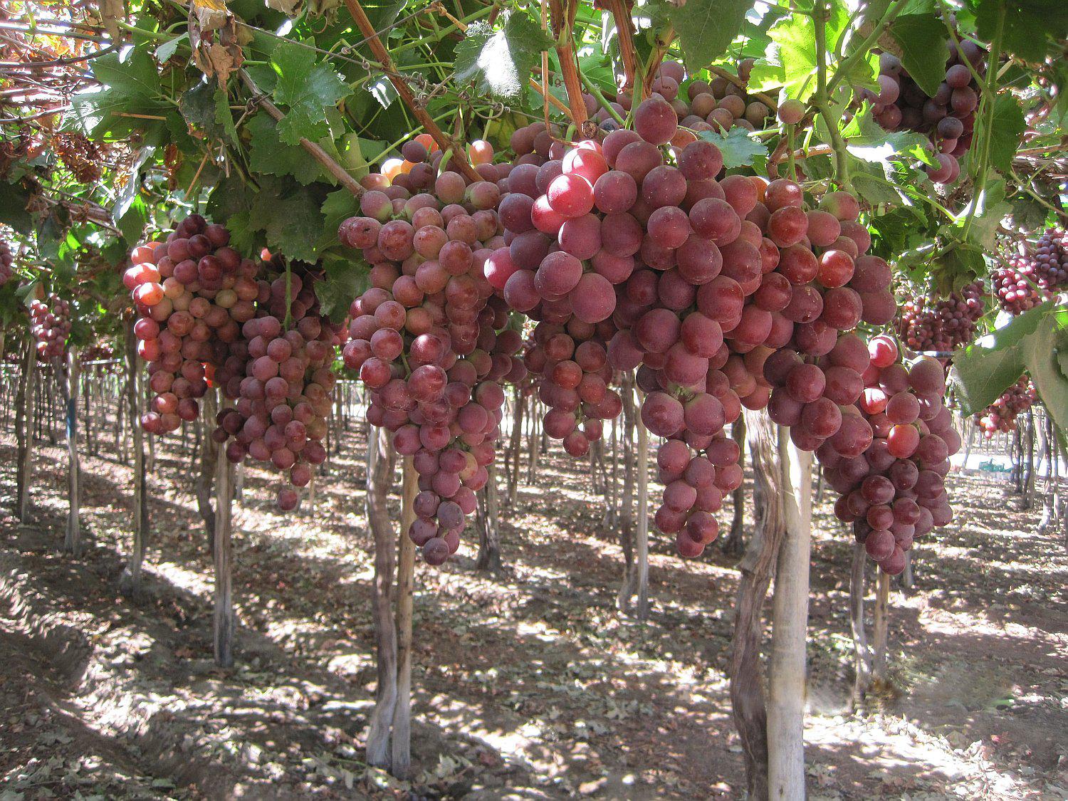 Ica lidera exportación de uva de mesa pese a fenómeno de El Niño