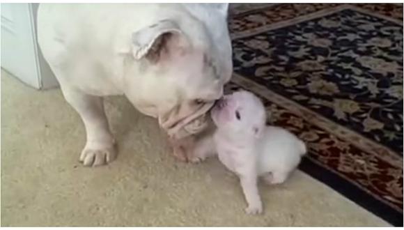 Tierno cachorro hace berrinche a su madre y se vuelve sensación en Internet [VIDEO]
