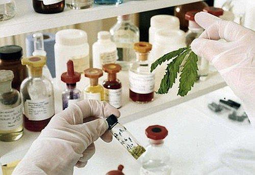 Cannabis: ​Ministerio del interior aprobó lineamientos de seguridad para uso medicinal y terapéutico