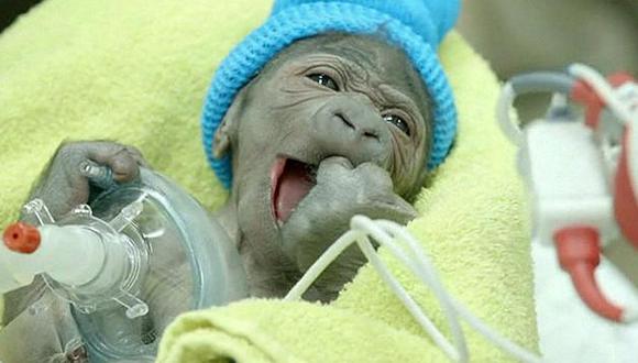 Mira el nacimiento de un tierno bebé gorila a través de cesárea (VIDEO)
