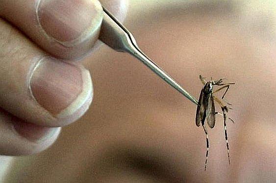 La Libertad: Confirman cuatro casos de zika