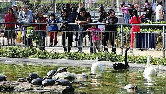Personal del Parque de la Amistad habría degollado a veinte patos de la laguna para su consumo (VIDEO)