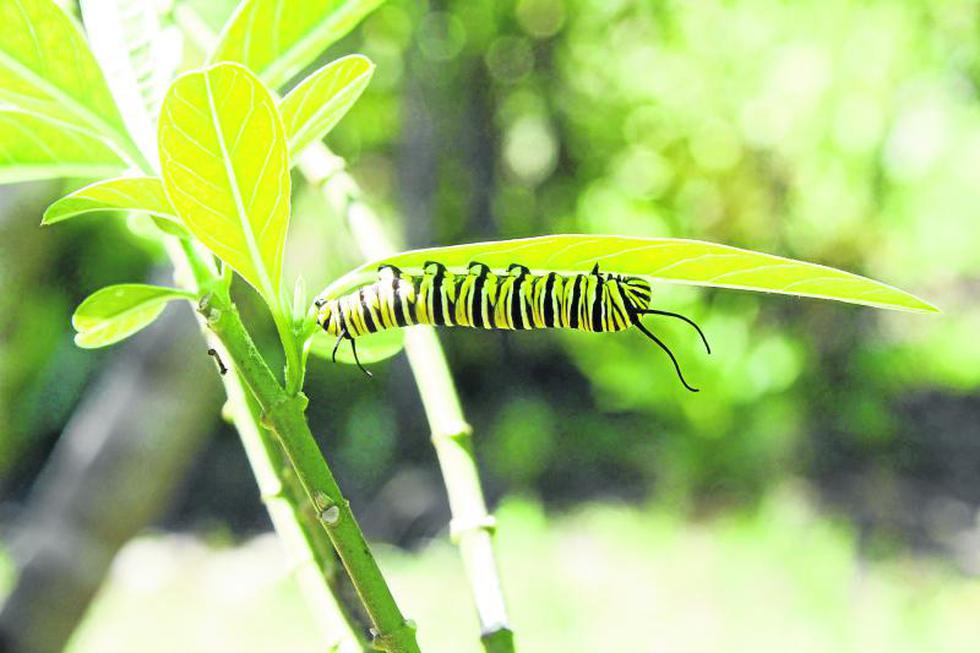 Volodymyr: El científico de las 'flores  voladoras' 