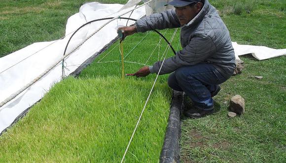 Puno: Agro Rural entrego 1,600 módulos de forraje verde hidropónico