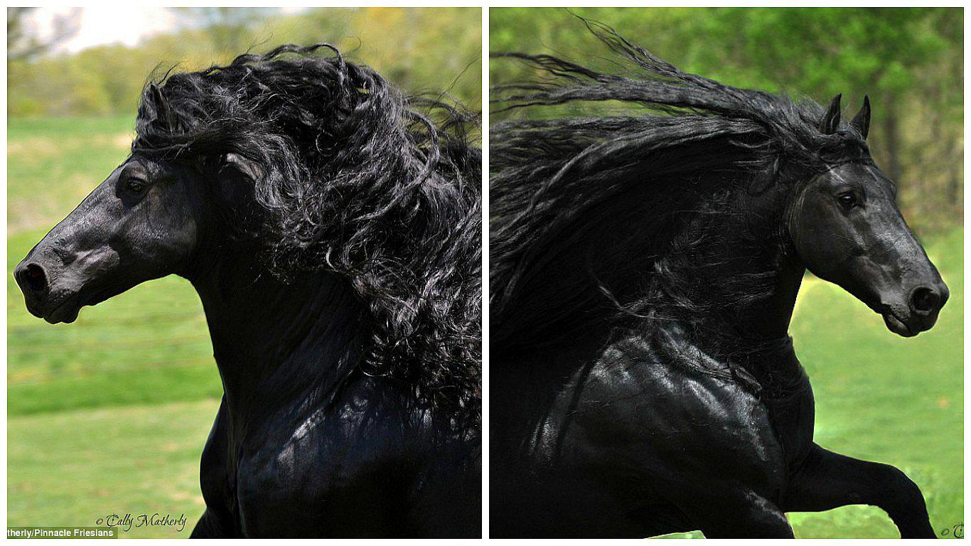 Facebook: Este caballo cambia su melena según su estado de ánimo 