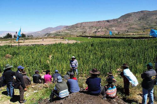 Agricultores de Candarave inician cosecha de quinua