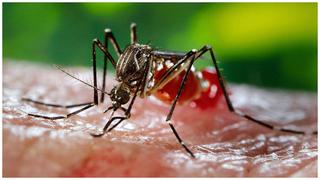 Zika: ​OMS recomienda 6 meses de sexo con proteccón para evitar contagio 