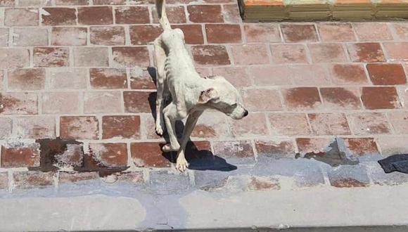Vecinos alertaron sobre condiciones de canes en vivienda de Cercado. (Foto: Difusión)