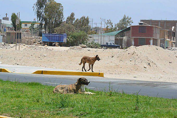 Arequipa: Estos son los 5 distritos que reportaron nuevos casos de rabia