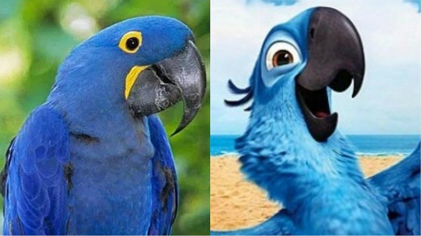 Ave que inspiró la película animada 'Rio' se encuentra extinto