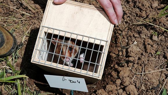 Las autoridades creen que las mascotas fueron importadas de Países Bajos y pidieron a quienes adquirieron un hámster después del 22 de diciembre que lo entreguen para sacrificarlo. (Foto referencial:  FREDERICK FLORIN / AFP)