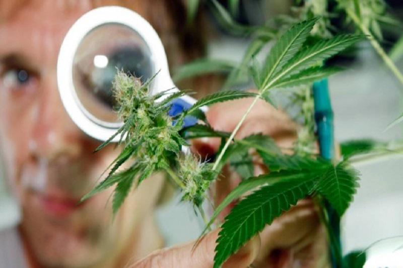 ​Alemania prepara ley para facilitar marihuana a enfermos crónicos