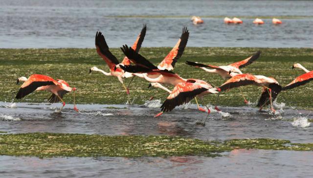 Municipio y Ministerio buscarán preservar los manglares de Vice