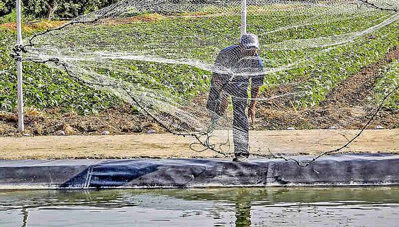 Pescadores artesanales y acuicultores tendrán créditos por S/ 11 millones
