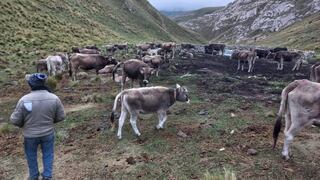 La Oroya: roban 36 vacas valorizadas en 60 mil soles