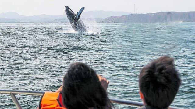 Piura: Avistamiento de ballenas incentiva el turismo