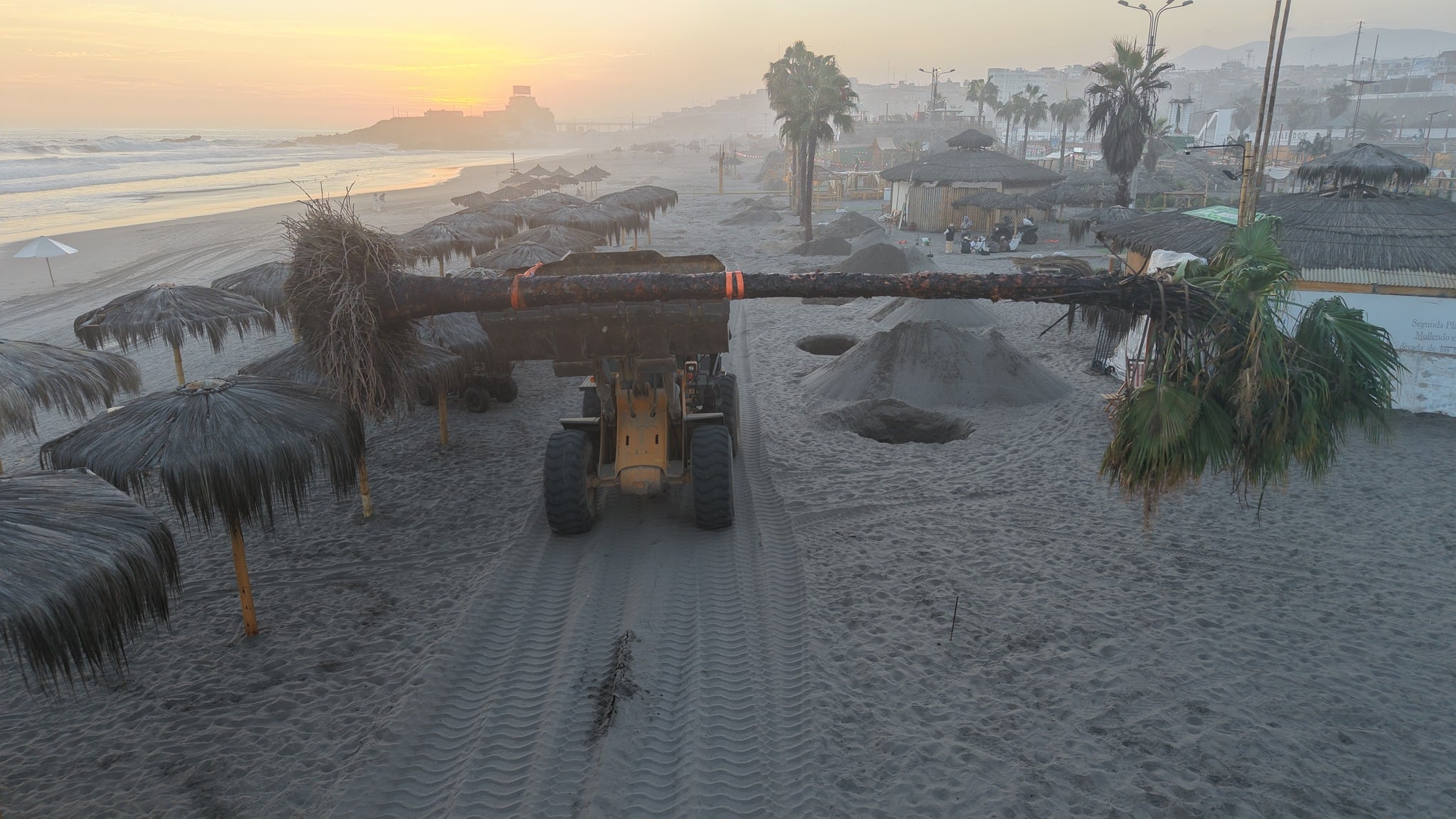 Plantan palmeras en las playas de Mollendo para mejorar el litoral arequipeño