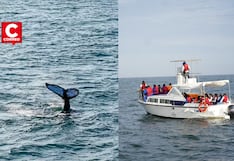 Perú da inicio a la temporada 2026 de avistamiento de ballenas jorobadas