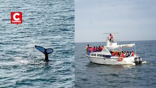 Perú da inicio a la temporada 2026 de avistamiento de ballenas jorobadas