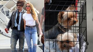 Esposa de Johnny Depp será juzgada por introducir ilegalmente dos perros en Australia