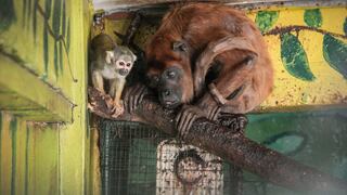 Huancayo: 144 animales del zoológico en riesgo por falta de equipos para diagnóstico de males