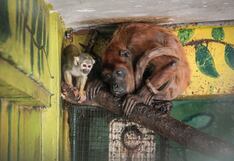 Huancayo: Especialistas evaluarán a 50 animales de zoológico para determinar si vuelven a su hábitat