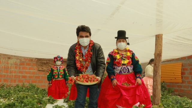 Anuncian feria de fresas de altura en Puno