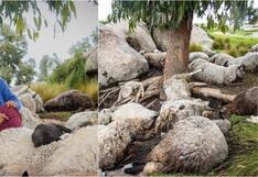 Devastador rayo mató más de 50 ovejas en la comunidad Puca Loma