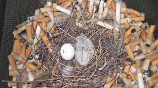 Aves usan colillas de cigarros para repeler insectos en sus nidos