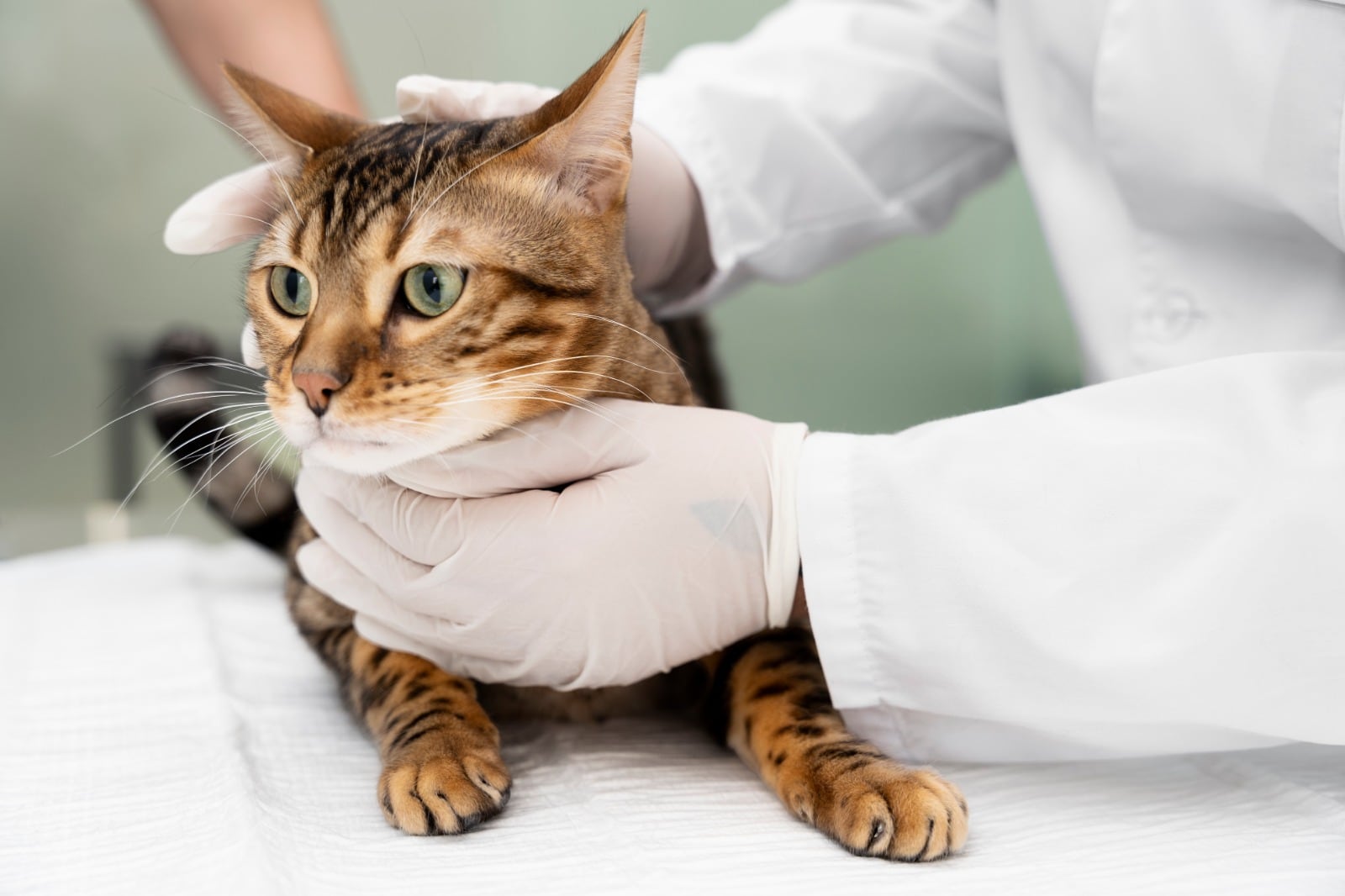 La leucemia felina es una de las principales causas de mortalidad en gatos domésticos. Expertos recomiendan vacunación, controles veterinarios y medidas preventivas.