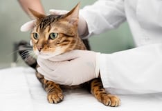 Cuatro recomendaciones para proteger a tu gato de la leucemia felina