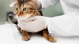 Cuatro recomendaciones para proteger a tu gato de la leucemia felina