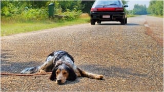 SOAT cubriría atención de animales que sufran accidentes de tránsito 