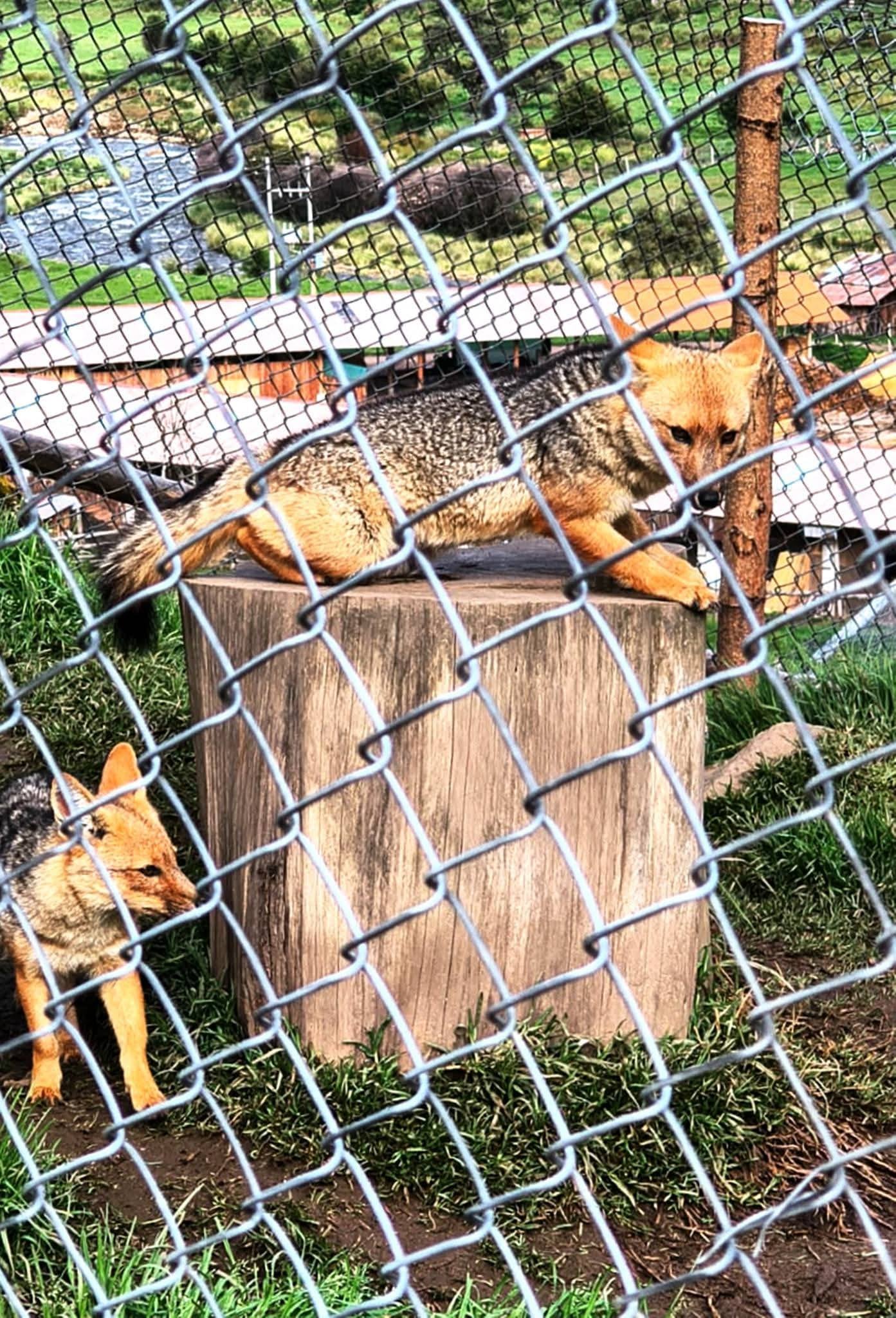 Run Run, el zorro andino que conquistó el Perú, ya es padre. Foto: SERFOR.