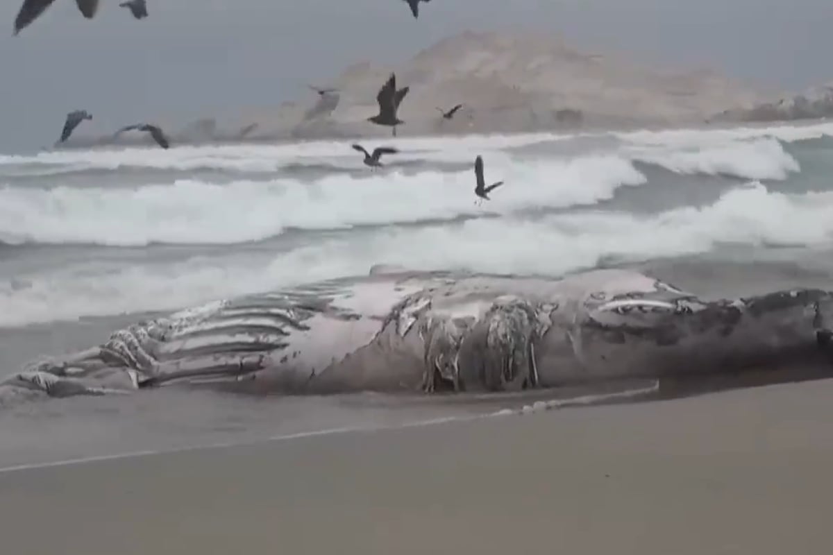 Una ballena jorobada de aproximadamente 12 metros de longitud fue hallada sin vida en una playa del distrito de San José, en Lambayeque. Las autoridades activaron los protocolos para el manejo de fauna marina varada y realizarán estudios para determinar las causas de su muerte. (Foto: Captura/Canal N)