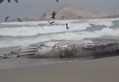 Ballena jorobada de 12 metros varó muerta en playa de San José, en Lambayeque