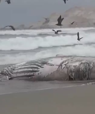 Una ballena jorobada de aproximadamente 12 metros de longitud fue hallada sin vida en una playa del distrito de San José, en Lambayeque. Las autoridades activaron los protocolos para el manejo de fauna marina varada y realizarán estudios para determinar las causas de su muerte. (Foto: Captura/Canal N)