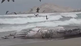 Ballena jorobada de 12 metros varó muerta en playa de San José, en Lambayeque