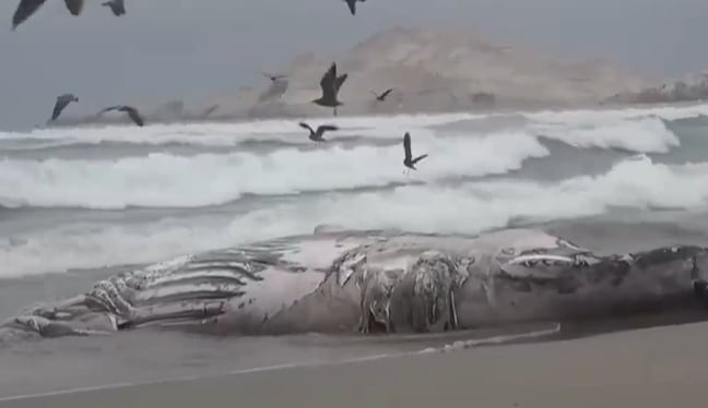 Una ballena jorobada de aproximadamente 12 metros de longitud fue hallada sin vida en una playa del distrito de San José, en Lambayeque. Las autoridades activaron los protocolos para el manejo de fauna marina varada y realizarán estudios para determinar las causas de su muerte. (Foto: Captura/Canal N)