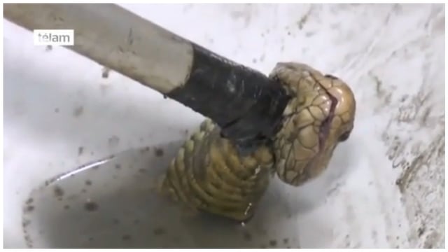 Un segundo hombre casi fue mordido por serpiente que salió del inodoro (VIDEO)