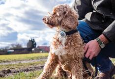 Semana Santa: consejos clave para viajar con mascotas y proteger su salud durante el feriado