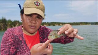 Chorrillos: registran nueva especie de pez en Pantanos de Villa