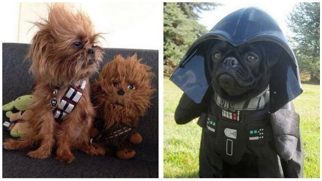 Star Wars: perritos disfrazados con los personajes de la película te cautivarán (FOTOS)