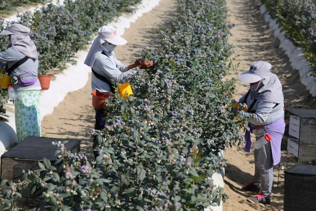 El arándano es uno de los pilares del boom agroexportador peruano y está sujeto a un arancel mayor para ingresar a los Estados Unidos. (Foto: Andina)