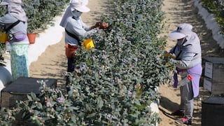 Mincetur: Prohibirán importación de productos elaborados mediante trabajo forzoso