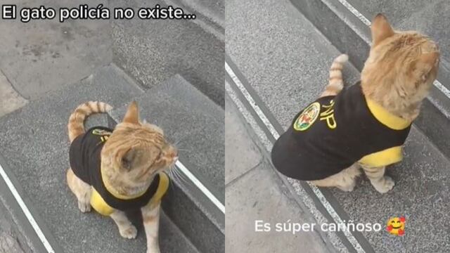 Encuentran al “gato policía” que trabaja en la Corte Suprema peruana