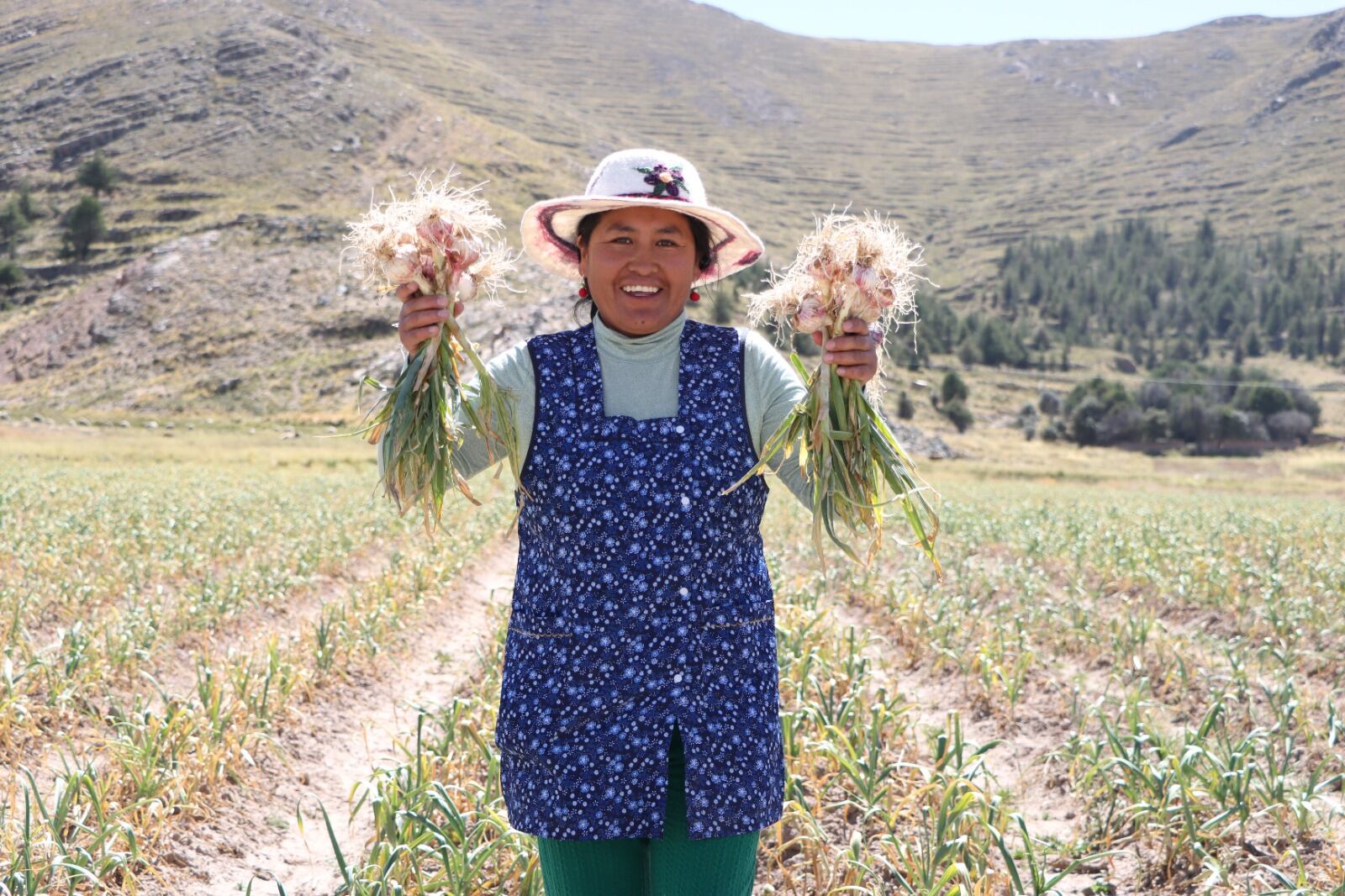 “El cultivo de ajo es una buena alternativa para mejorar la calidad de vida de los productores”, señala uno de los técnicos de la municipalidad de San Román.