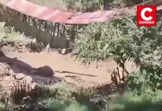 Puente peatonal en Chachapoyas colapsa tras incremento del caudal del río Guabayacu (VIDEO)