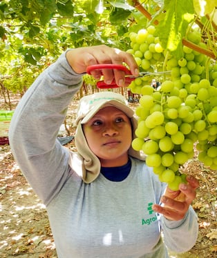 Ica se consolida como líder absoluto al aportar el 51% de las exportaciones de uva de mesa