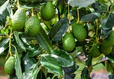 Trujillo: Cambio climático y bioestimulación, los temas de agenda para el Palto Hass